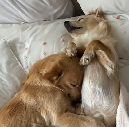 Ambos perros crecieron y son acompañantes terapéuticos (Foto: The Dodo)
