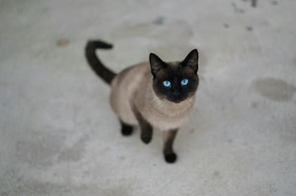 De ojos turquesa y pelaje sedoso, es un felino de porte elegante y gran sensibilidad que disfruta de la compañía humana