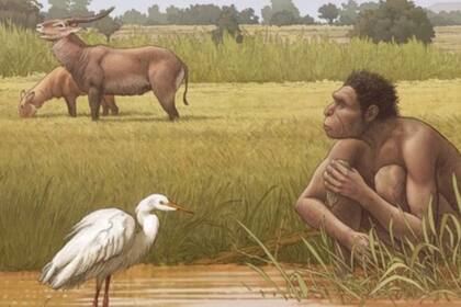 El Homo erectus es una especie de homínido que se desarrolló en gran parte de Asia