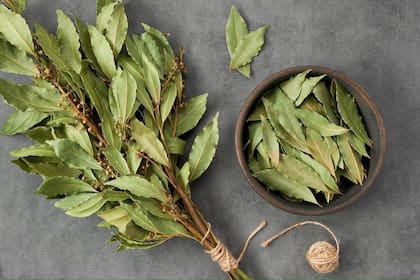 El laurel emite un aroma característico que puede actuar como un repelente natural.