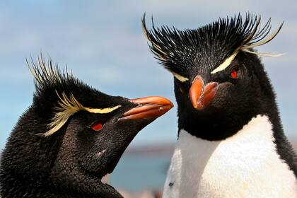 En el Parque Interjurisdiccional Marino Isla Pingüino se puede conocer la colonia reproductiva del pingüino de penacho amarillo austral