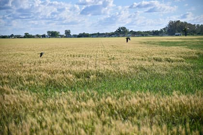 Expectativa por el nuevo ciclo agrícola