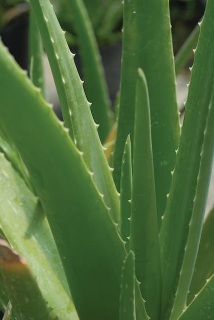 Griegos y romanos la aplicaban por sus propiedades curativas. Actualmente, continúan estudiándose sus aportes terapéuticos. Suele aplicarse el nombre de esta especie a diferentes aloes, por la confusión en el material comercializado.