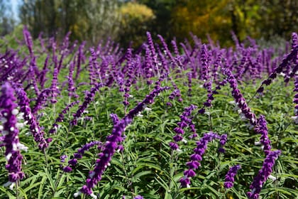 Hay muchas especies de salvia, y algunas de las más conocidas son utilizadas tanto con fines culinarios como medicinales.