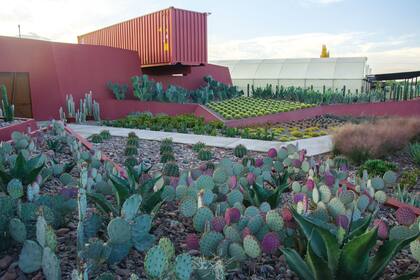 La arquitectura de las oficinas del vivero Cactus Mendoza acompaña el esplendor de las especies en las que se especializan.