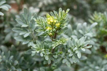 La ruda es una planta medicinal y aromática que ha sido utilizada durante siglos por sus propiedades medicinales y rituales.