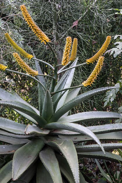 Las hojas son grandes, anchas y suculentas, de color verde claro a verde grisáceo y azul verdoso, con una base ancha que se estrecha hacia una punta afilada, cubiertas con espinas en las superficies superior e inferior y de dientes de color marrón anaranjado a lo largo de los márgenes de las hojas; algunas hojas viejas secas quedan en el tallo por debajo de las vivas, como una falda natural, que le dan un aspecto rústico.