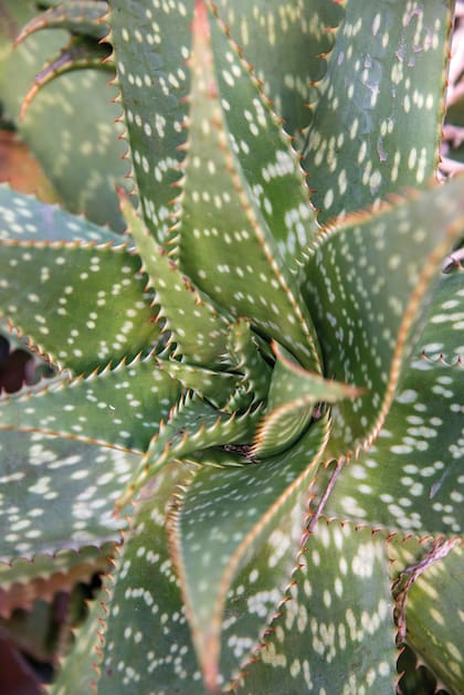 Los aloe maculata son una rica fuente de néctar y atraen a las aves.