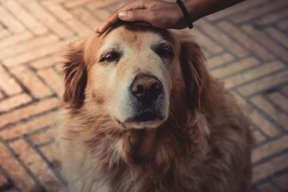 Los perros de raza grande ingresan a la vejez alrededor de los 8 años