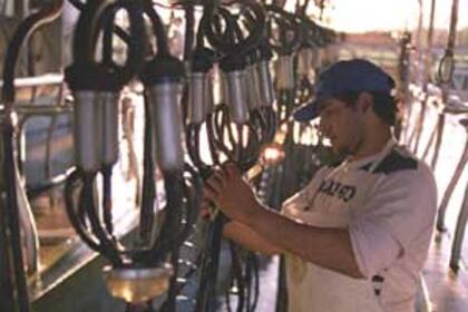 Es importante recordar que la leche cruda contiene aproximadamente un 88% de agua, mientras que el resto son sólidos