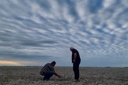 Para Facundo Lagos, productor de la zona de Río Cuarto, los dueños de campos están intentando mantener los alquileres en los mismos valores del año pasado o aceptando leves bajas, por ejemplo, de un quintal por hectárea