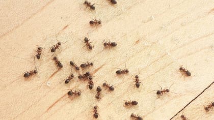 Para poder eliminar las hormigas es necesario identificar su especie primero