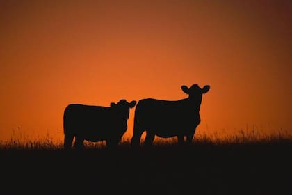 Si bien está muy establecida la actividad pecuaria en Uruguay, los productores locales afirman que la rentabilidad del sector no supera el 3,5% anual en dólares.