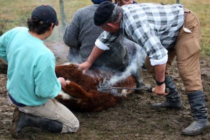 Un alto porcentaje de las vacas que Conexión Ganadera sí tenía no estaban marcadas.