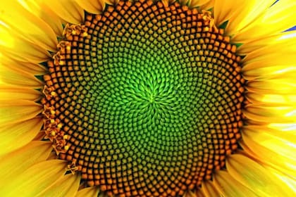 Un enigma amarillo